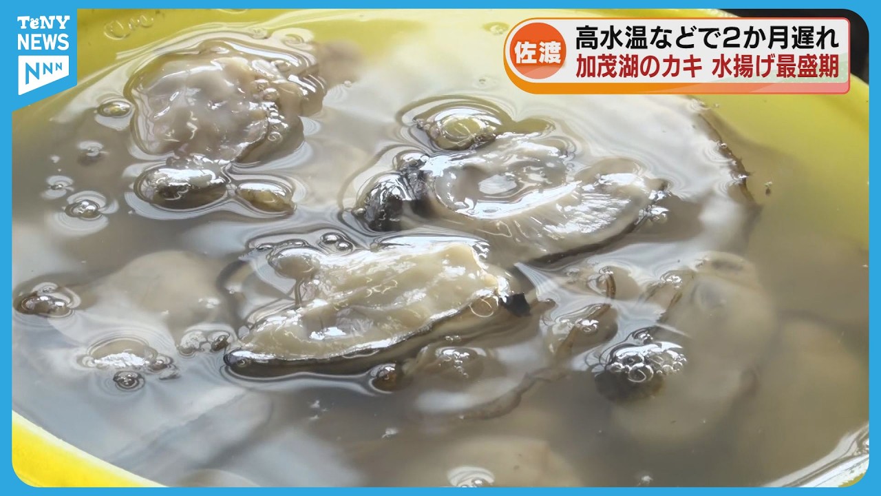 佐渡市の加茂湖でカキの水揚げ　約2か月遅れで最盛期迎える