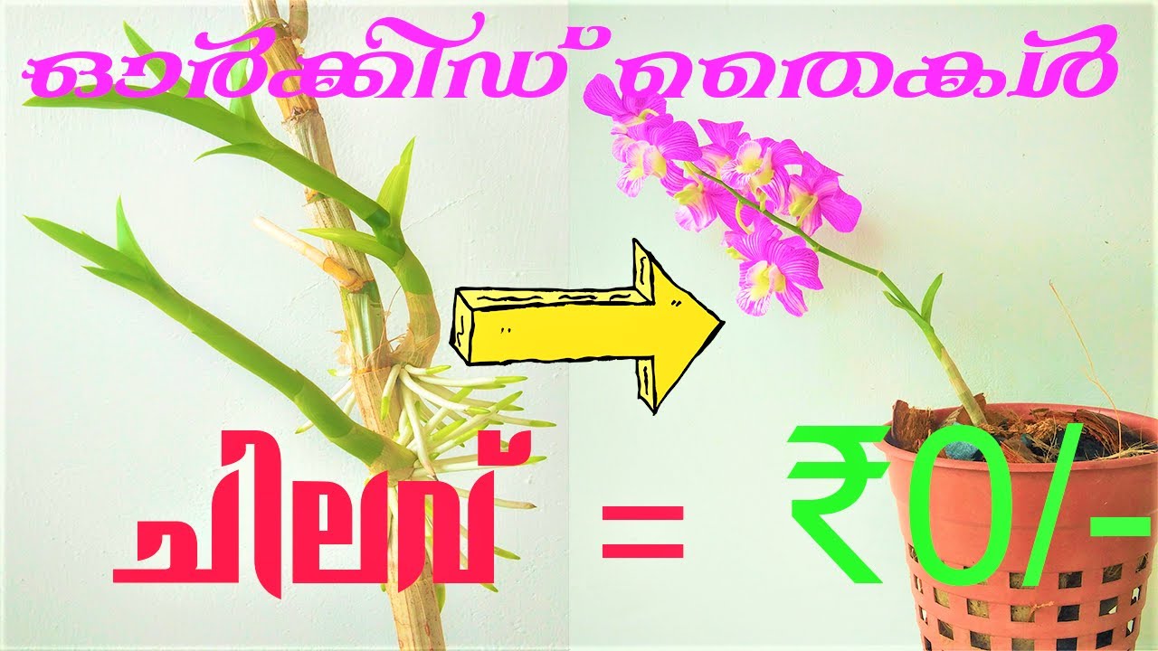 Orchid Keiki Propagation (ഓർക്കിഡ് തൈകൾ എങ്ങനെ ഉണ്ടാക്കാം )