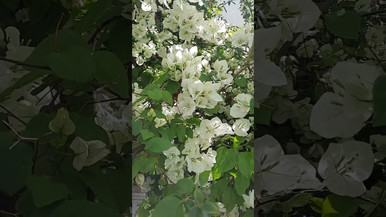 Blooming Cyprus. May 2024 #flowers.Summer Flowering plants,