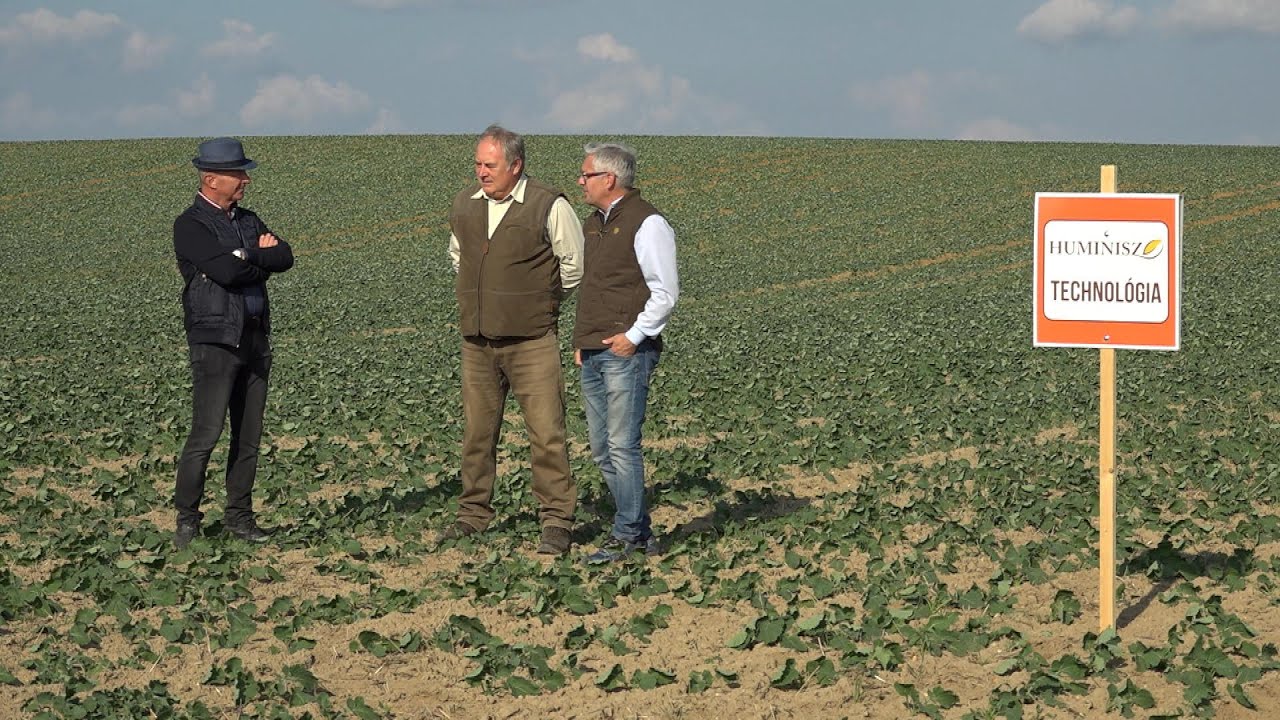 A repce őszi kezel&eacute;se huminsavas technol&oacute;gi&aacute;val