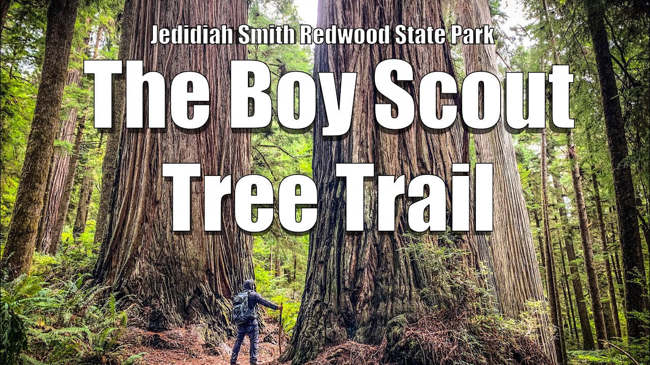 The Boy Scout Tree Trail | Jedediah Smith Redwoods State Park | 4K