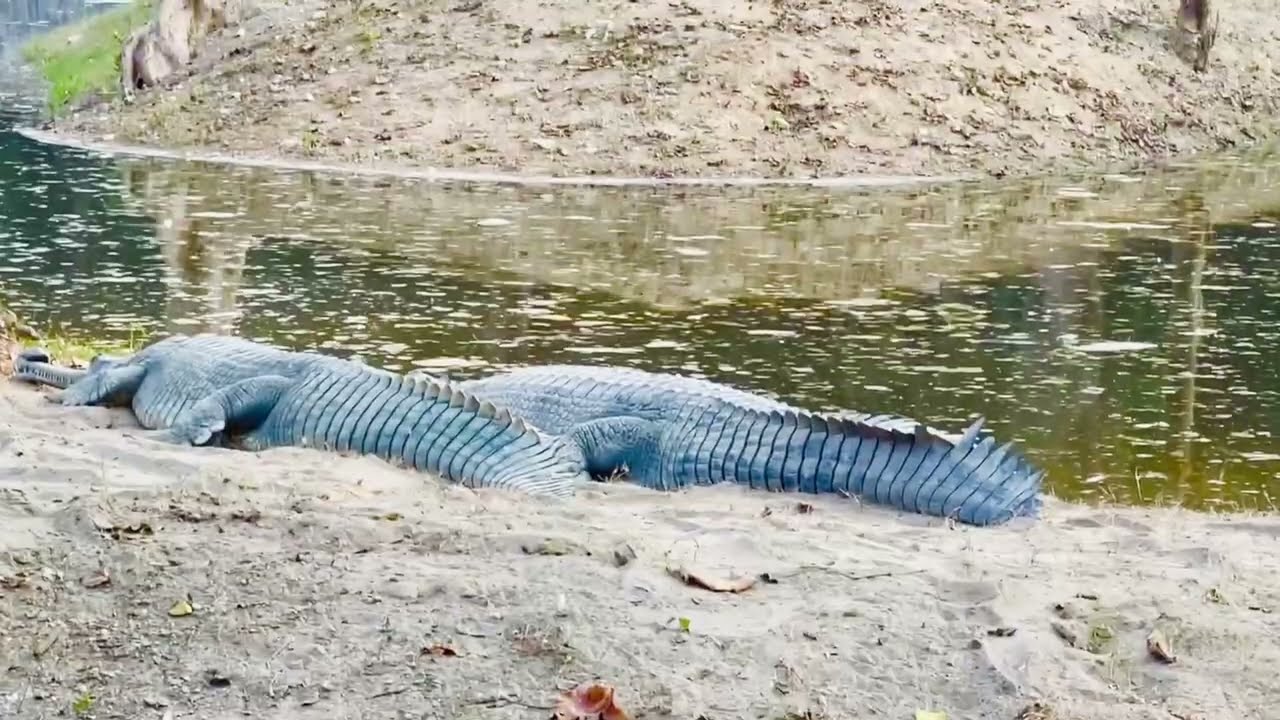 DELHI SAHUAN HI A LO ZAU HLE MAI .Ka vawikhat kalna ka rawn Vlog e 