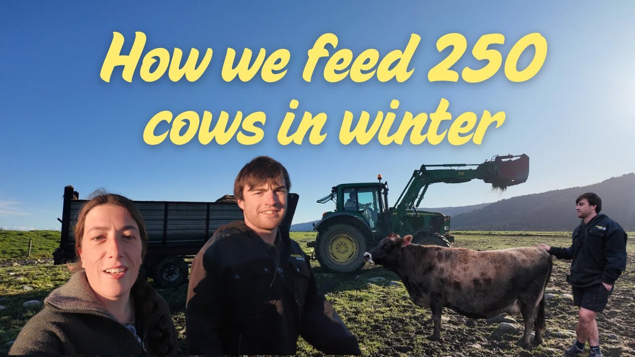 Moving Cows onto Grass and Feeding Out Silage | Winter Farming in NZ ❄🐄