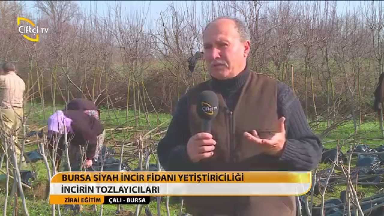 ZİRAİ EĞİTİM - BURSA SİYAH İNCİR YETİŞTİRİCİLİĞİ