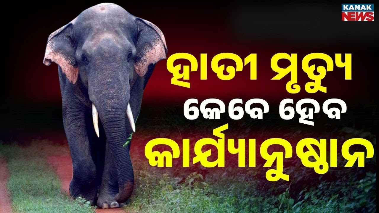 Kandhamal Elephant Death Case: No Arrest Even After 15 Days, Forest Minister Warns of Strict Action