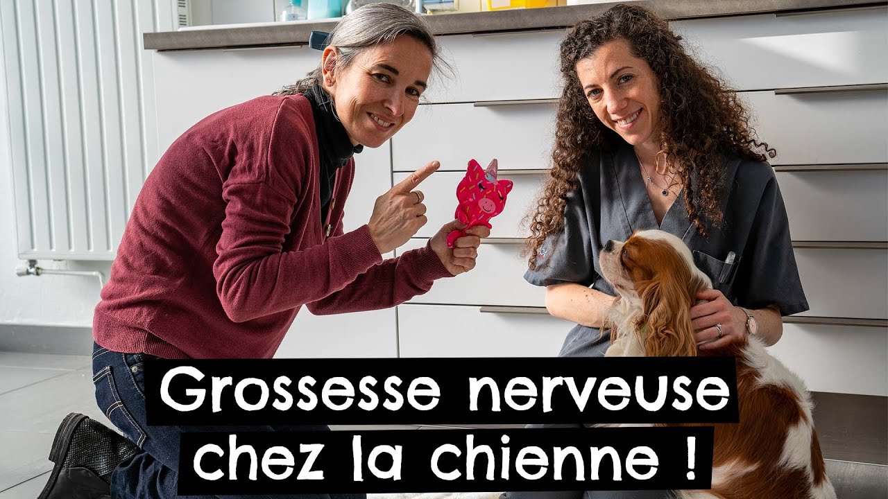 Grossesse nerveuse chez la chienne ! 🐶