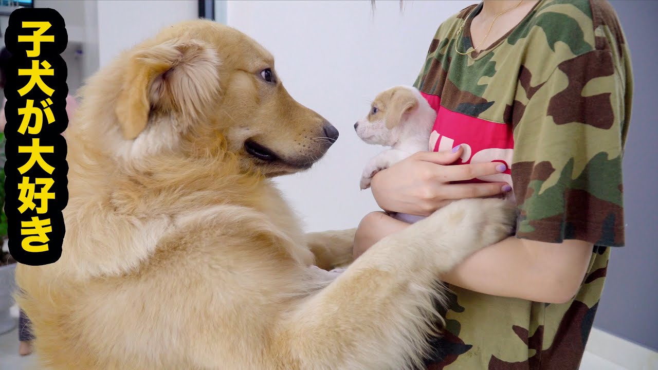 初めて野良犬の子犬に会ったゴールデンレトリバーの反応が超面白い・すぐに仲良しになった。
