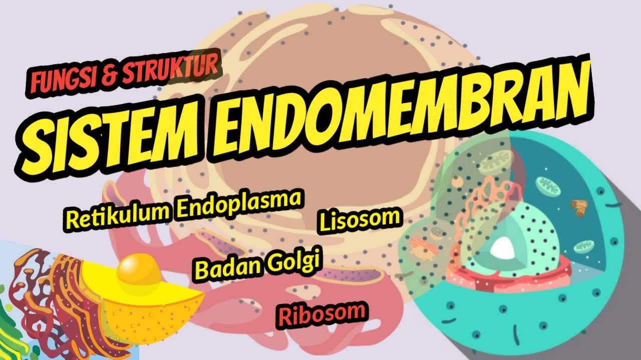 Fungsi & Struktur Retikulum Endoplasma, Badan Golgi, Lisosom, dan Ribosom | Pembelajaran Daring