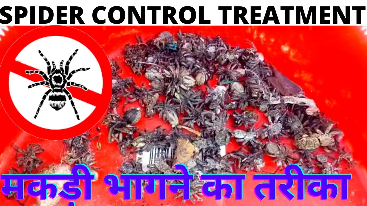 Spider control treatment | Spider control pesticide | How to get rid of spiders | Makdi ka treatment