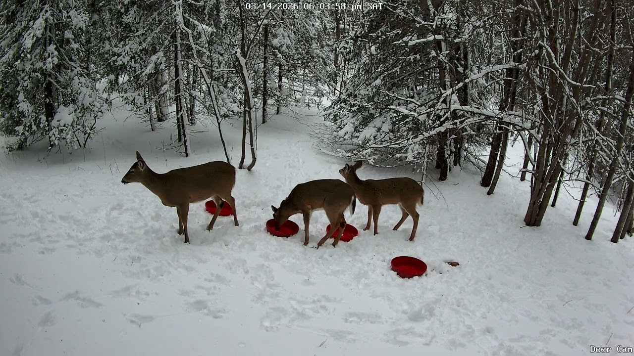 Deer 3-14-2026 5:55 PM