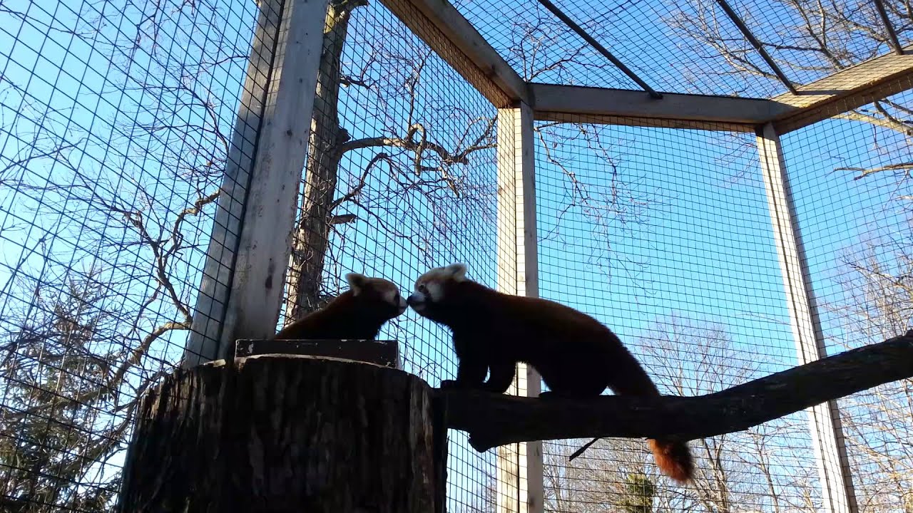 Red Panda 