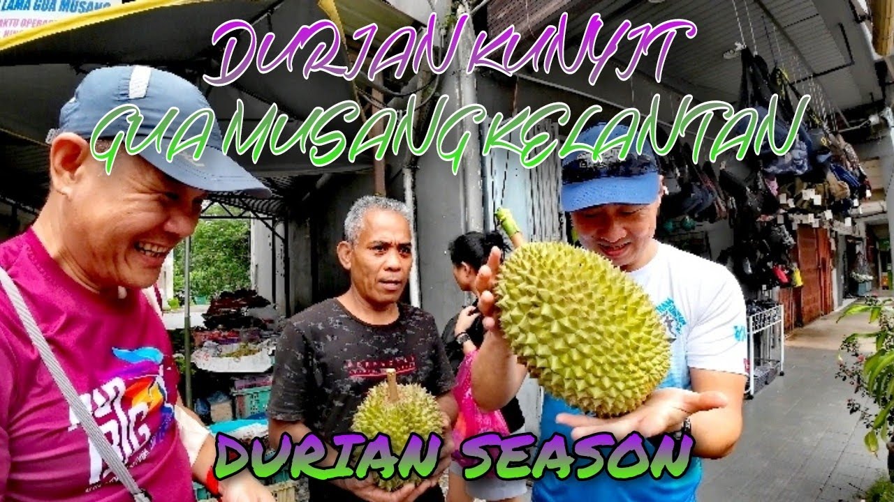 GUA MUSANG DURIAN KUNYIT aka Musang King. What the different from Pahang state?