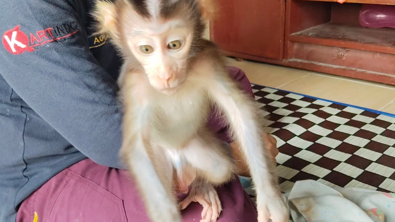Oh my gosh..it's really out of control baby monkey Boni is playing