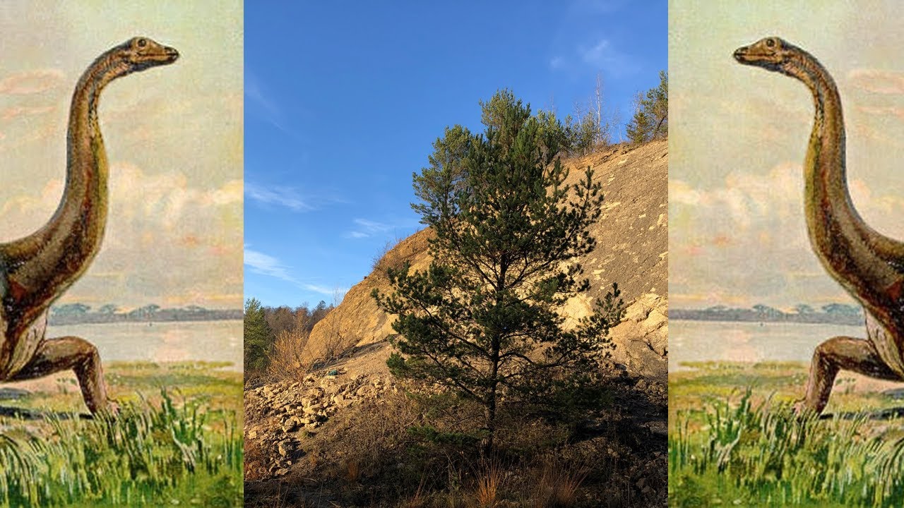 Fossil Hunting in Holderbank