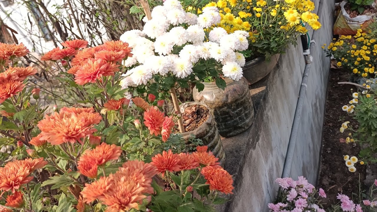 Chrysanthemum chamanthi #youtube #flowers #garden #trendingvideo #viralvideo #terracegardenindia 
