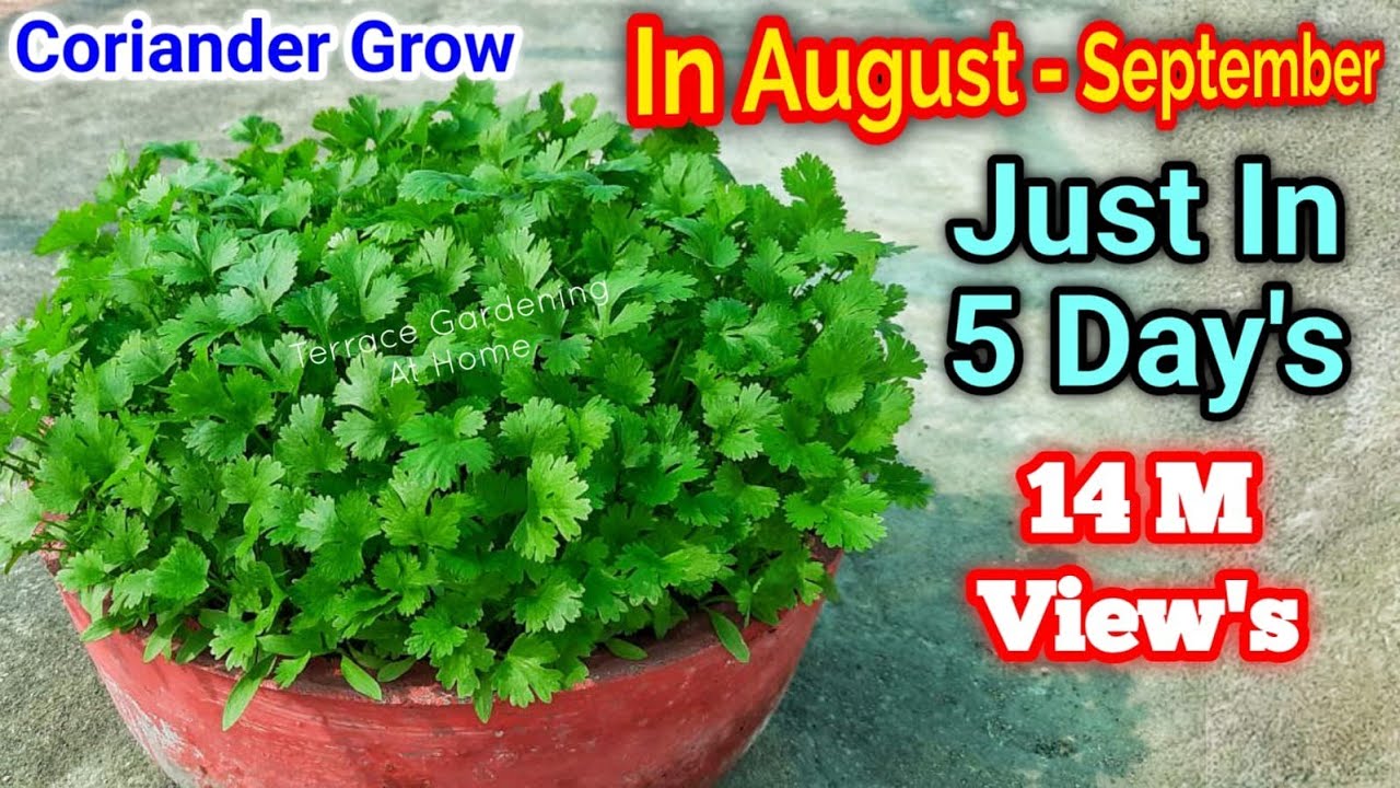 Magical way to Grow Coriander In just 5 Days / How to grow Coriander at home / Cilantro grow at home