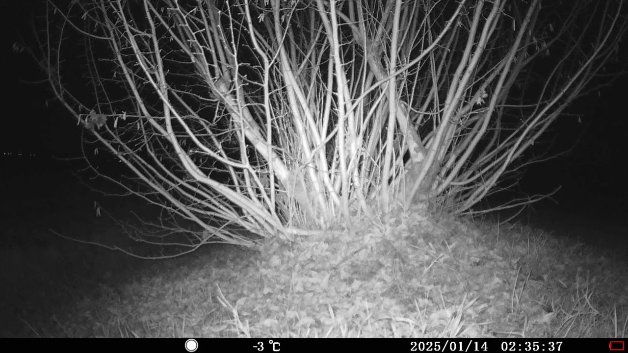 Due occhi nella notte ripresi dalla fototrappola