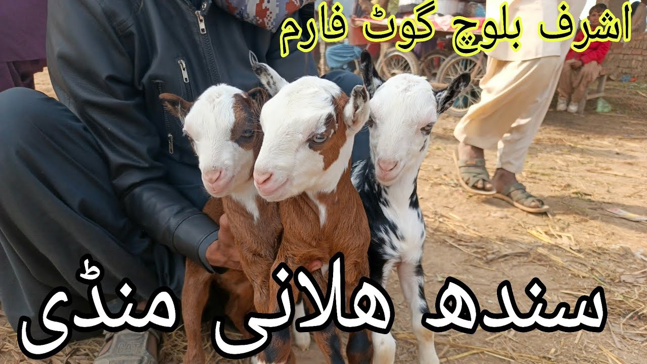 Morning Rush in Halani Mandi Sindh | Real Village Market