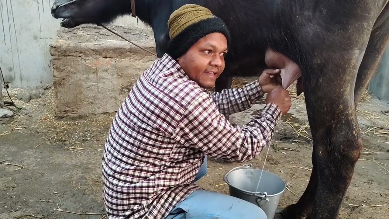 भैँसी कैसे दुहते है