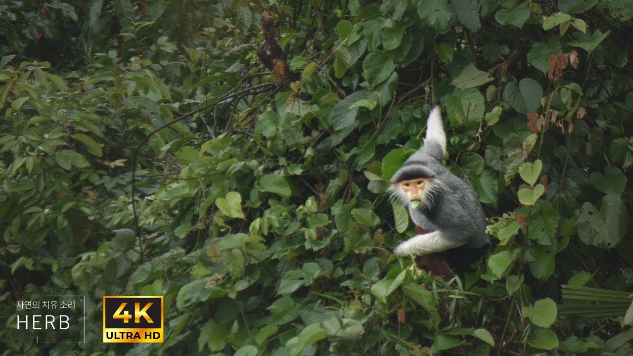 Exploring the Life of Monkeys in the Misty Jungle | Relaxing wildlife ambience with stream sounds