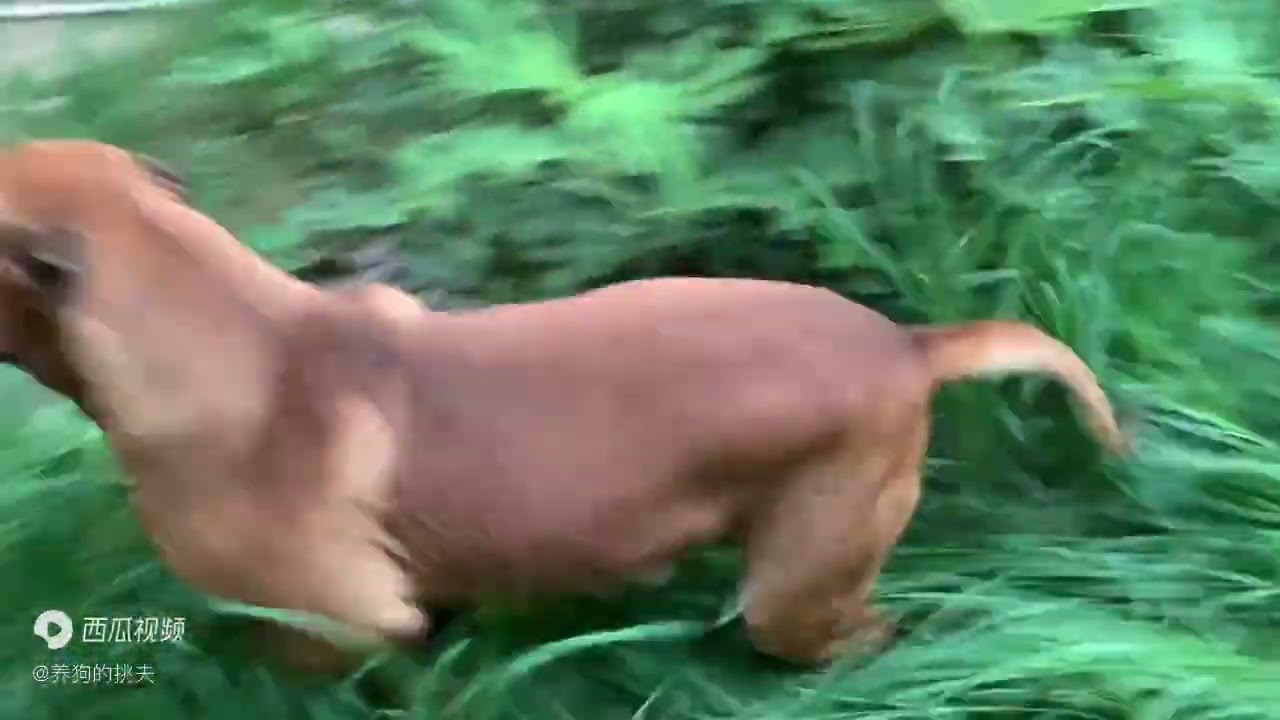 加纳利犬图图怀孕失败了，跟老公约会无尽讨好，姿态卑微的很