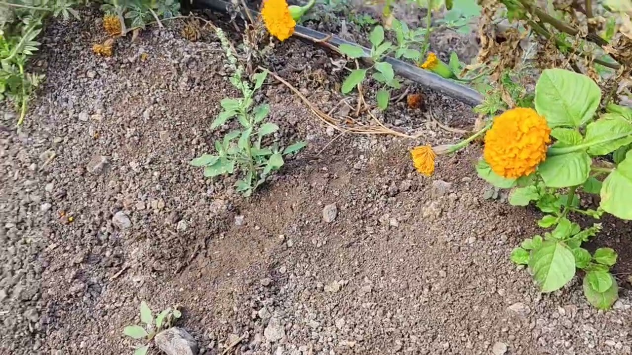 डाळिंबात आंतरपीक झेंडू