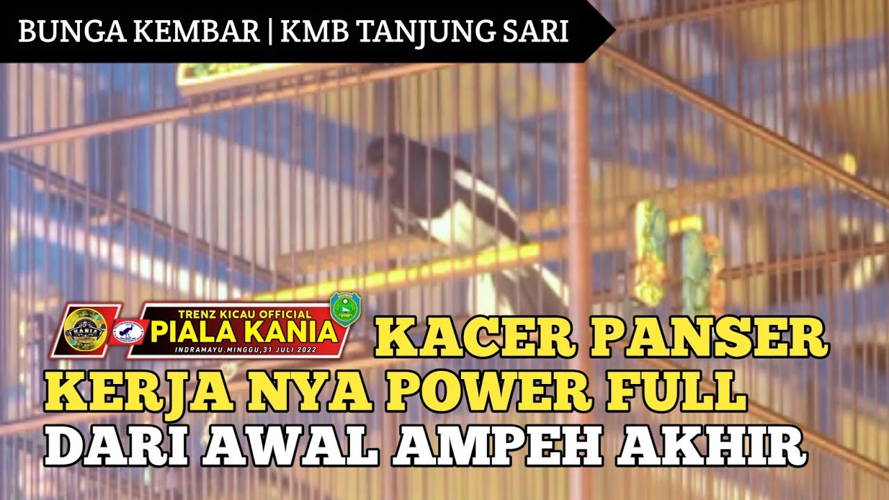 KACER PANSER KERJA NYA NGGA TANGGUNG-TANGGUNG TANPA JEDA | Piala Kania Indramayu