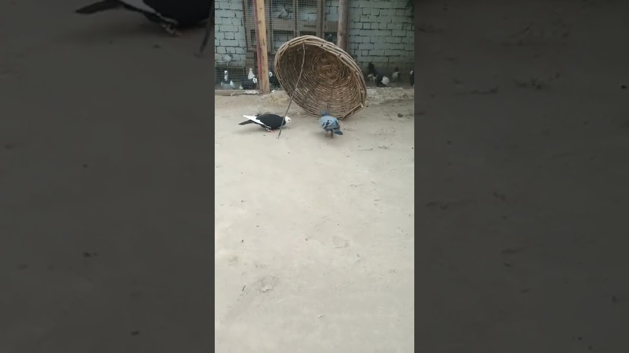New junglee Kabootar /Wild Pigeons Trap😋😋😋||#Short