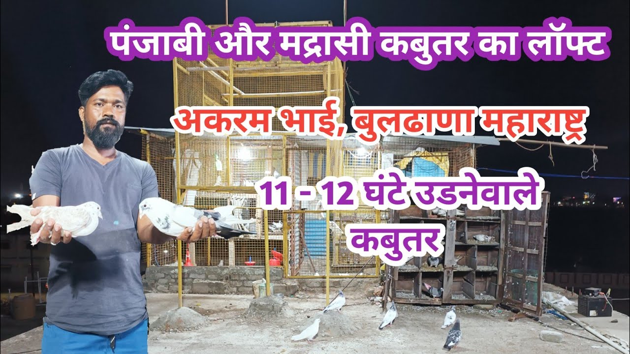 अकरम भाई बुलडाणा का कबुतर लॉफ्ट | akram bhai pigeon loft  | aurangabad kabootar flying tournament 22
