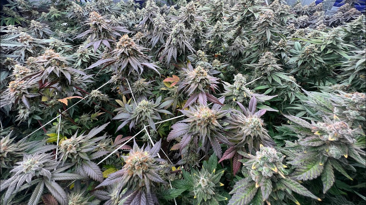Week 7 of flower, indoor grow 2023