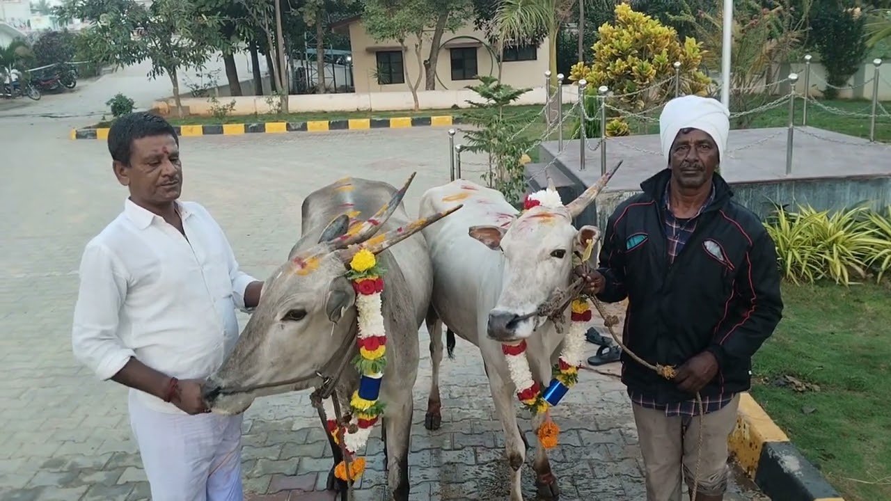 ಸಂಕ್ರಾಂತಿ ಹಬ್ಬ ಆಚರಣೆ