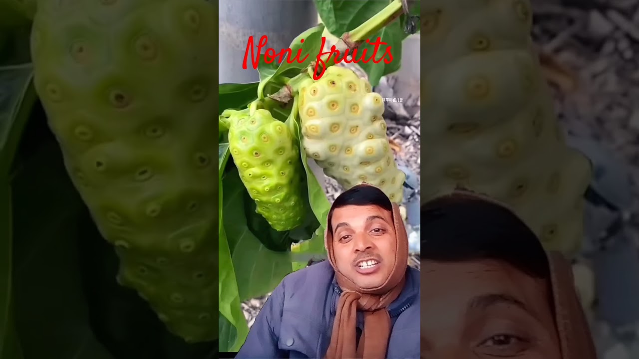 Noni fruits 