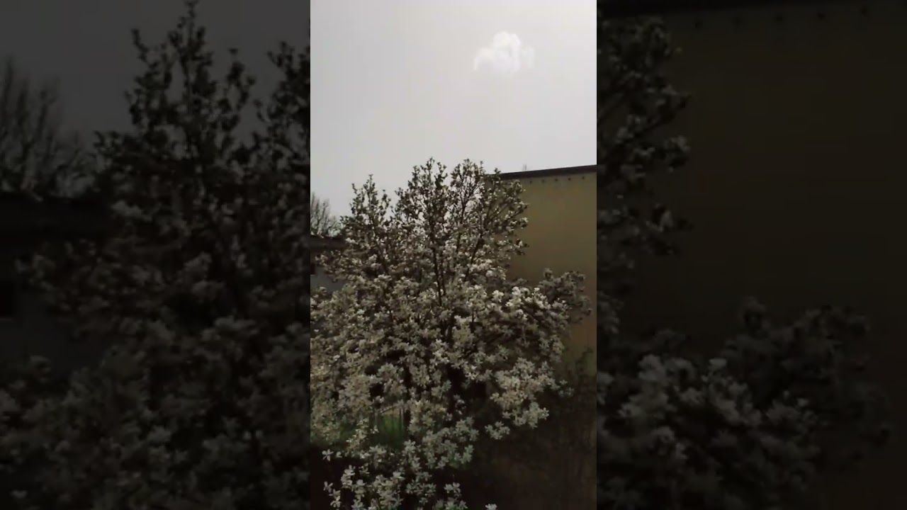 #song