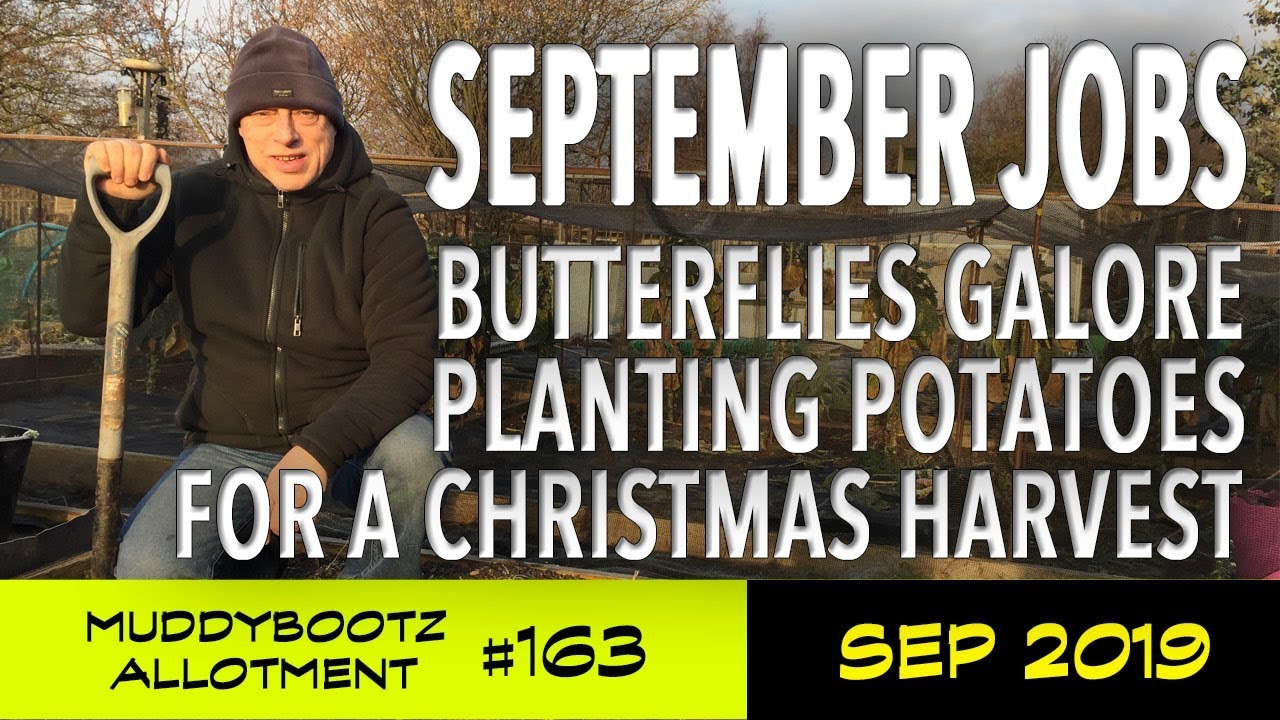 MuddyBootz Allotment #163 - September Jobs - Planting Christmas Potatoes - Butterflies!!!