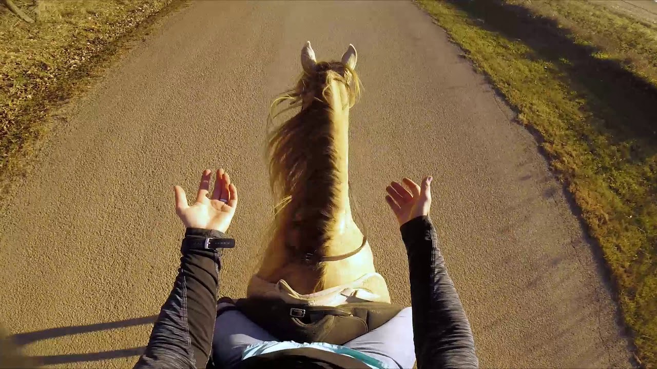 The REINS/BIT/SHOES have nothing to do with GAIT!!!