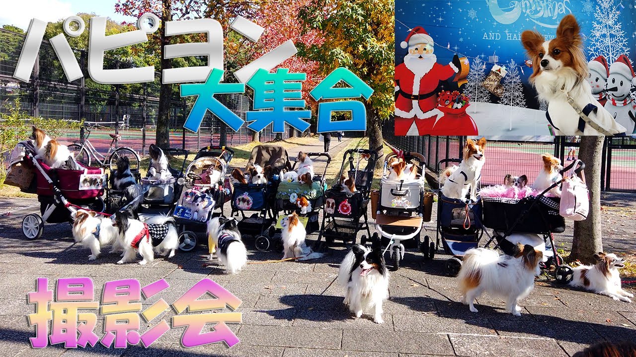 【パピヨンだらけ】#37 パピヨン大集合（深北緑地公園）【ふわログ】