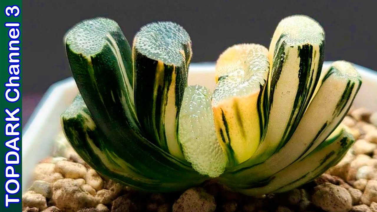 10 Hermosas Suculentas Africanas