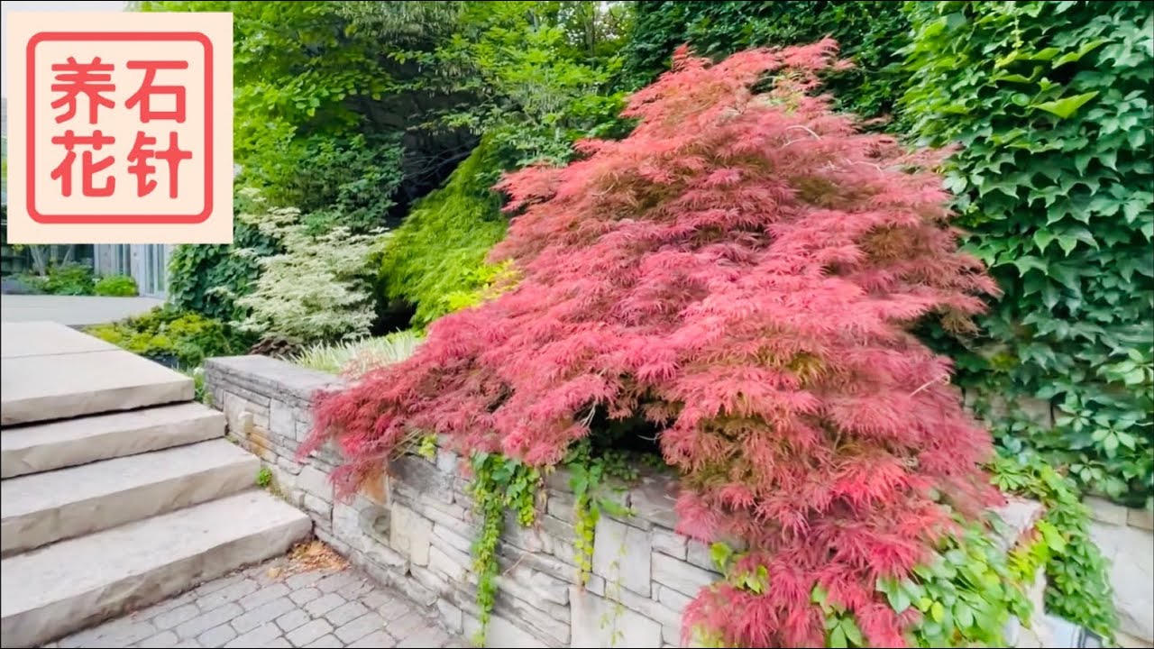 7月欣赏日本枫树，有一种特别红，看看名字 - Japanese maples