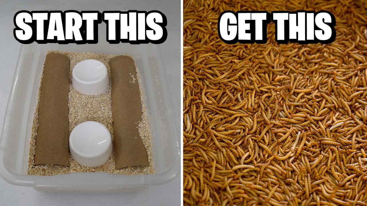 Mealworm Breeding Cheap and Easy