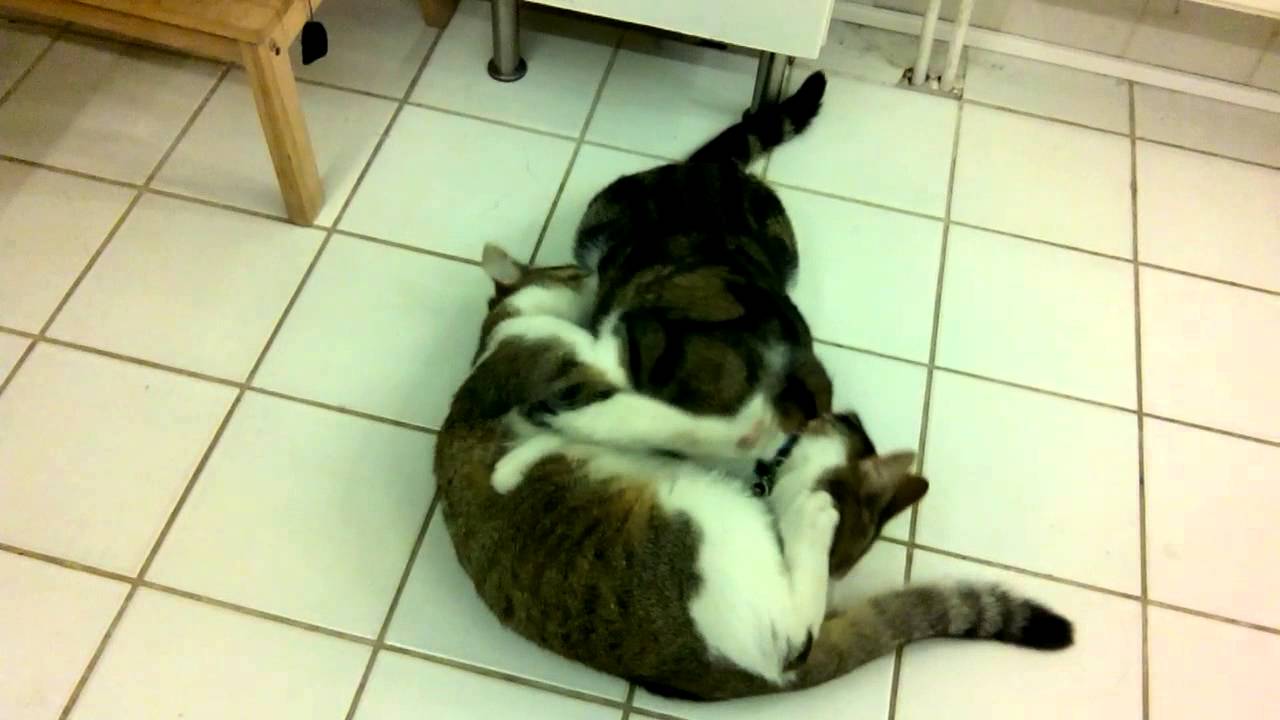 Quand les chats jouent