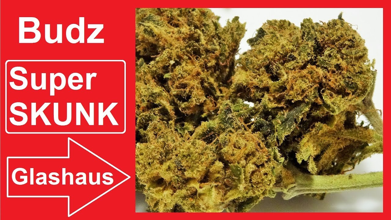 Budz Super Skunk CBD Hanf Bl&uuml;ten #CBDTest