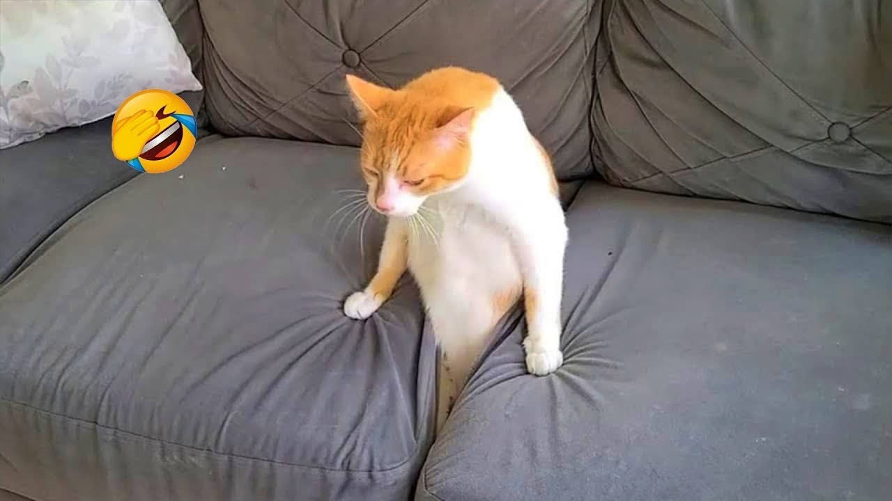 Get ready to burst into laughter with these comical animal clips! 😂