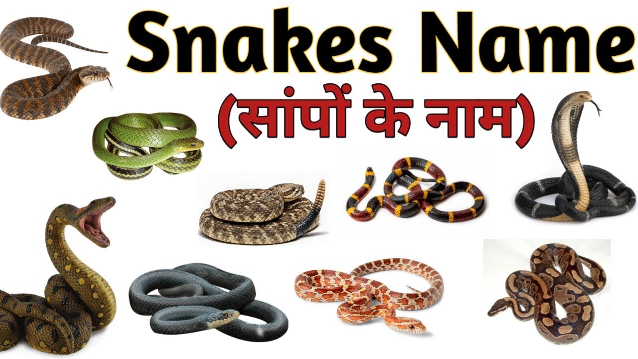 10 Snakes Names for Kids | Fun Snake Facts & Learning | Preschool & Educational Wildlife Video