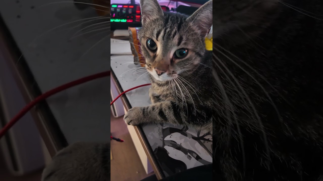 Zocken mit Katzen, geht das? #wow #katzenvideos