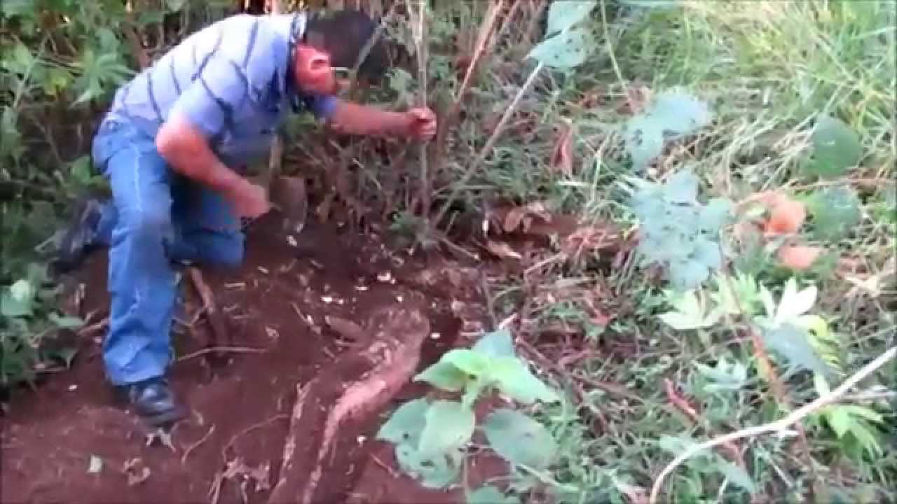 15 AGOSTO YUCA GIGANTE EN PUNTA DE LANZA DE MORA.