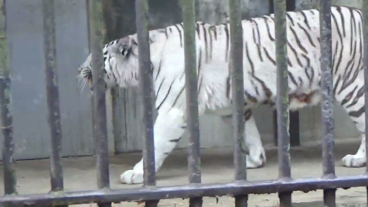 2023.12.16 宇都宮動物園☆ホワイトタイガーの双子の赤ちゃん公開初日②