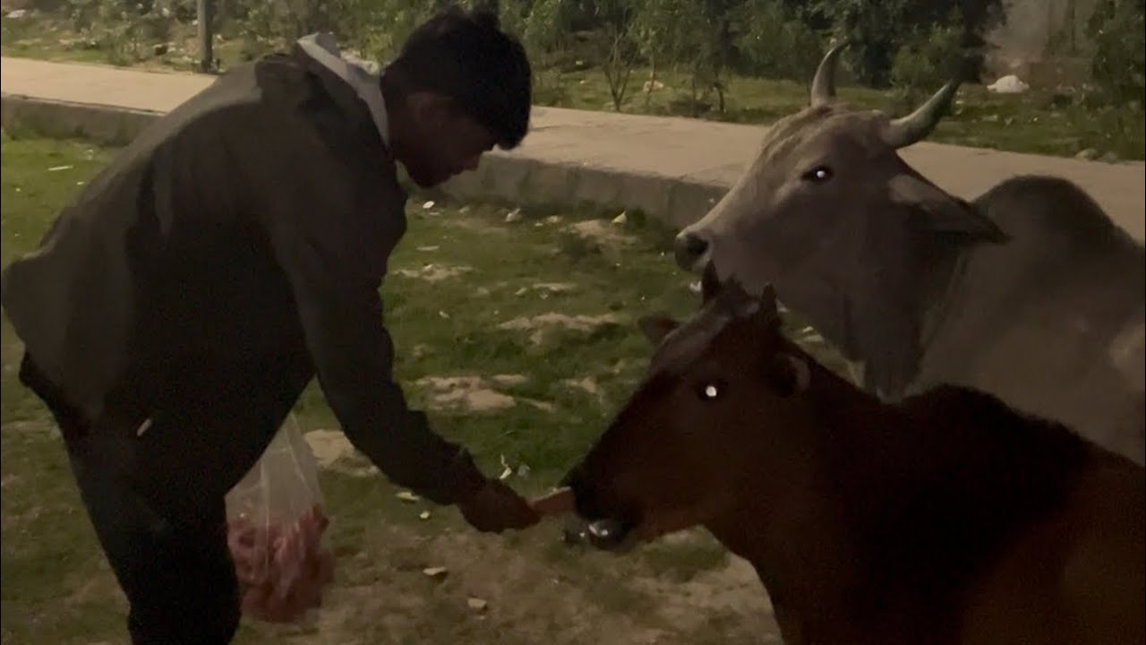 Aaj 9th Day Hai ❤️ Gau Mata aur Street Dogs ki Seva | Sonu Vlogs0001 