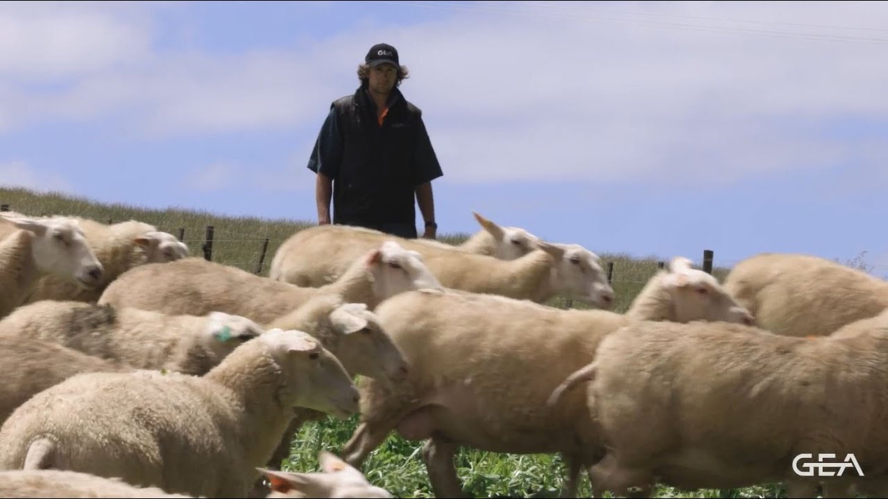 GEA Rapid Exit Small Ruminant Parlour - Rhys Darby, New Zealand