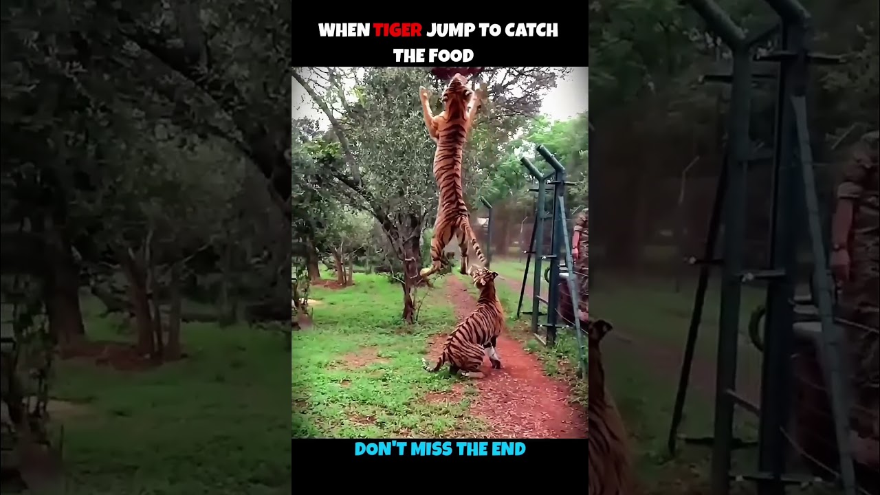 animal reaction