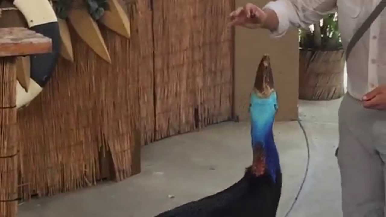 Jungle Island Bird Show, Miami, FL